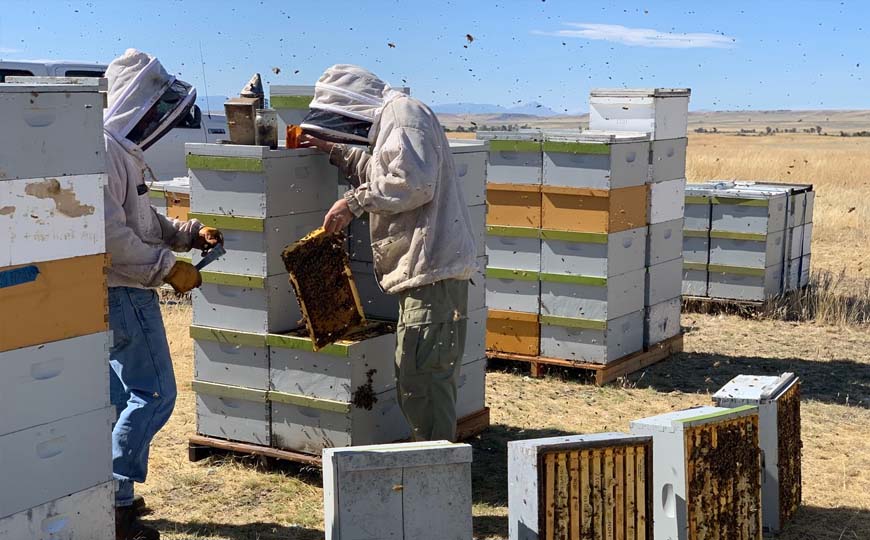 beekeeper